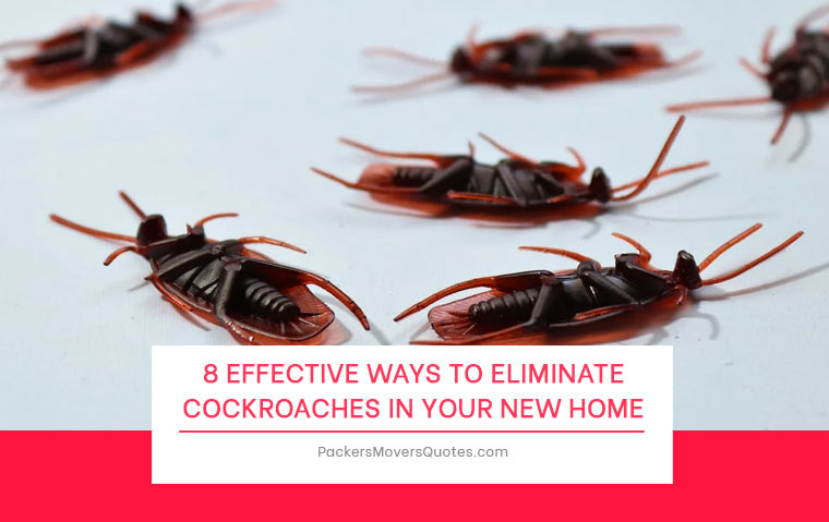 8 Effective Ways to Eliminate Cockroaches in Your New Home